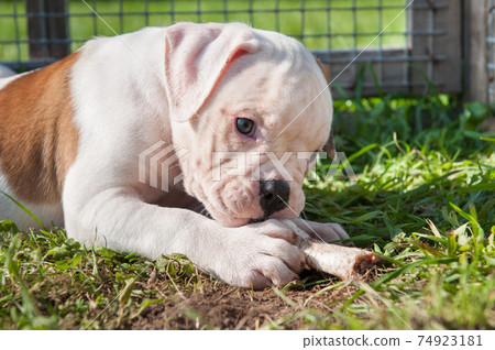 American Bulldog puppy is eating a chicken paw on nature American Bulldog puppy is eating a chicken paw on nature 74923181