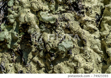 Textured bark of old adult pine tree in garden, covered with light green mosses and lichens. Macro close - up Natural texture on the tree trunk Textured bark of old adult pine tree in garden, covered with light green mosses and lichens. Macro close - up Natural texture on the tree trunk 74923393