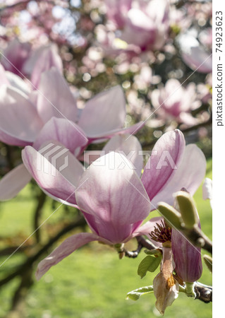 Beautiful purple magnolia flower close-up. Spring flowering magnolia tree in the garden Beautiful purple magnolia flower close-up. Spring flowering magnolia tree in the garden 74923623