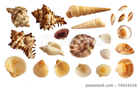 Multicolored Seashells Collection Isolated on White Background Multicolored Seashells Collection Isolated on White Background 74924158