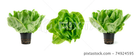 Raw fresh boston lettuce salad or butterhead isolated on white 74924595