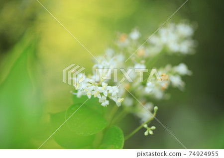 Early summer flowers blooming in the fresh green forest White flowers of the rat Early summer flowers blooming in the fresh green forest White flowers of the rat 74924955
