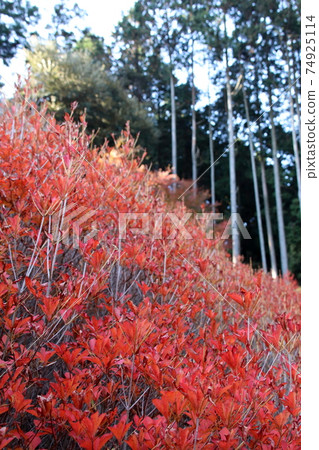 Enkianthus perulatus at Nomiyama Kannonji Temple Enkianthus perulatus at Nomiyama Kannonji Temple 74925114