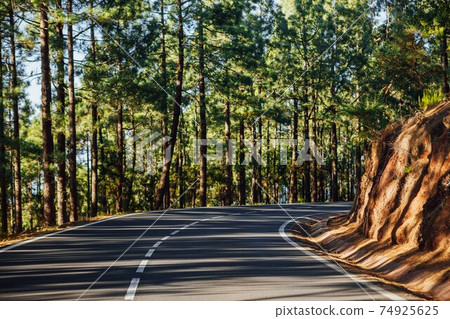 road in the forest La Esperanza 74925625