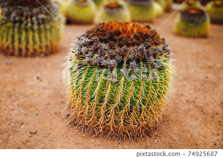 huge cactus, closeup view 74925687
