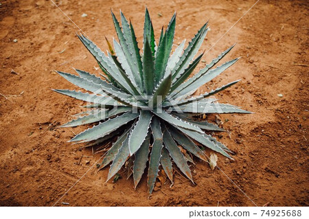 agave cactus plant on dry sand background 74925688