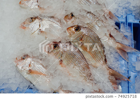 red seabreams fish on ice tray red seabreams fish on ice tray 74925718