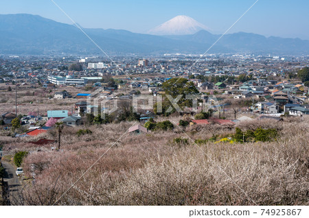從觀景台看梅林和富士山 74925867