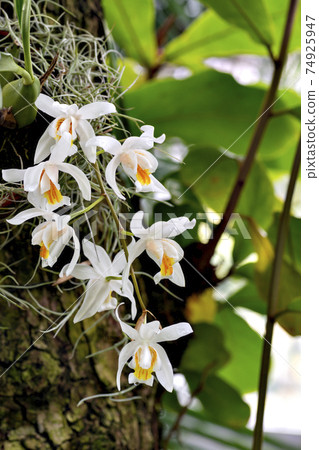 在日本溫室裡盛開的Coelogyne 74925947