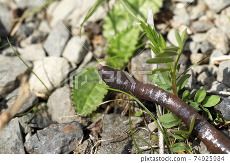 Earthworm Earthworm 74925984