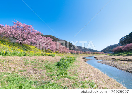 Southern Cherry Blossoms and Rape Blossom Festival Southern Cherry Blossoms and Rape Blossom Festival 74926007