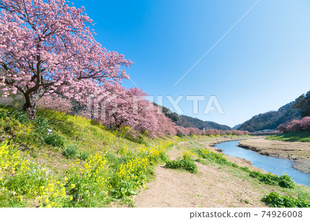 Southern Cherry Blossoms and Rape Blossom Festival Southern Cherry Blossoms and Rape Blossom Festival 74926008