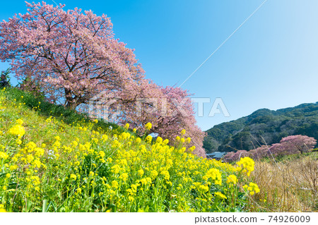 Southern Cherry Blossoms and Rape Blossom Festival Southern Cherry Blossoms and Rape Blossom Festival 74926009