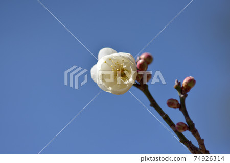 Tama peony plum blossom 74926314
