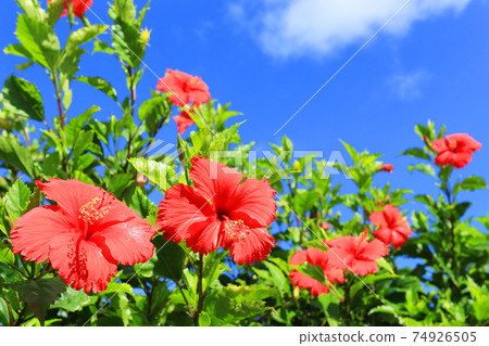 Hibiscus blooming in the blue sky of Okinawa Hibiscus blooming in the blue sky of Okinawa 74926505