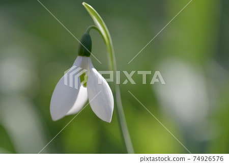 Snow Drop  74926576