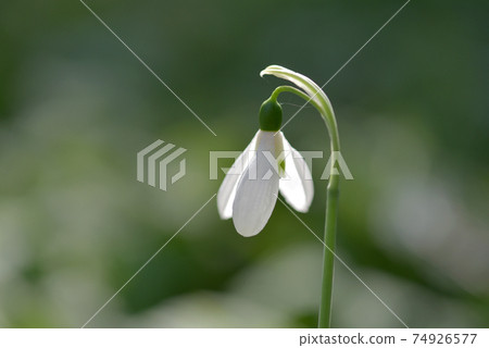 Snow Drop  74926577