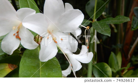 Pretty blooming white flowers 74926617