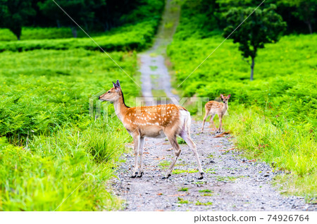 Hokkaido sika deer 74926764