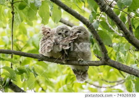 雛鷹Ezo Owl小雞 74926930