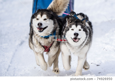 A dog husky run in the snow A dog husky run in the snow 74926950