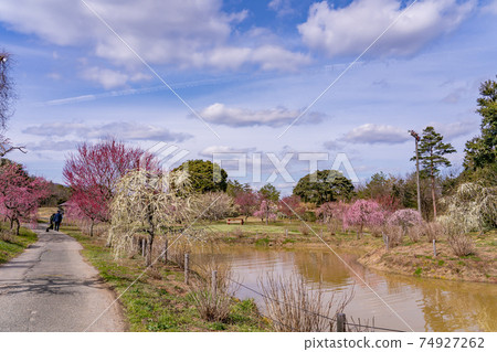 Plum trees with people walking in the park Plum trees with people walking in the park 74927262