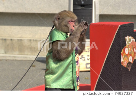 A monkey performing a trick at the event venue A monkey performing a trick at the event venue 74927327