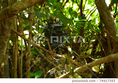 From Santen Goza 74927383