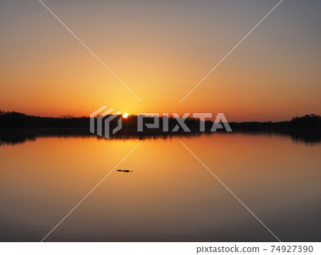 Alligator at sunrise on Nine Mile Pond in Everglades National Park, Florida. 74927390