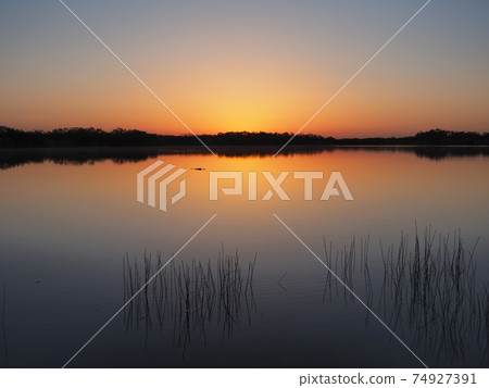 Alligator at sunrise on Nine Mile Pond in Everglades National Park, Florida. 74927391