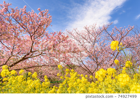 Clear spring sky, Kawazu cherry blossoms and rape blossoms Clear spring sky, Kawazu cherry blossoms and rape blossoms 74927499