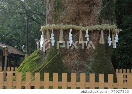 About 1000 years old Okusu tree in Atsuta (Atsuta Jingu, Atsuta-ku, Nagoya City, Aichi Prefecture) 74927563