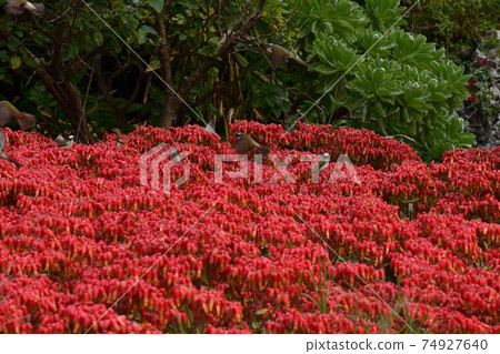 From Santen Goza 74927640