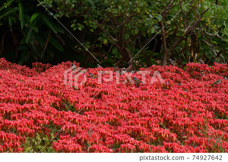 From Santen Goza From Santen Goza 74927642