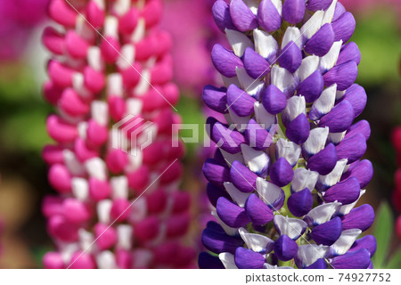 羅素盧平納斯 羅素盧平納斯 74927752