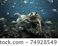 Green sea turtle and sergeant major fish, Galapagos Islands 74928549