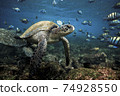 Green sea turtle and sergeant major fish, Galapagos Islands 74928550