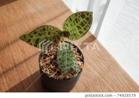 Macodes Petra(寶石蘭花) Macodes Petra(寶石蘭花) 74928579
