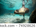 Sea lion swimming underwater Galapagos Islands 74928626
