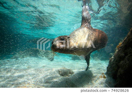 Sea lion swimming underwater Galapagos Islands Sea lion swimming underwater Galapagos Islands 74928626