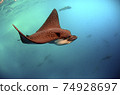 Spotted eagle rays (Aetobatus narinari) swimming underwater, Galapagos Islands 74928697