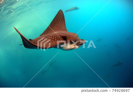 Spotted eagle rays (Aetobatus narinari) swimming underwater, Galapagos Islands 74928697