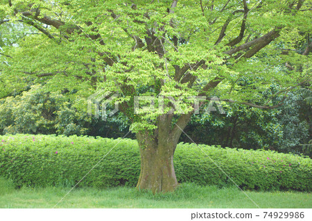 A large fresh green mukunoki and Satsuki whose flowers have begun to bloom A large fresh green mukunoki and Satsuki whose flowers have begun to bloom 74929986