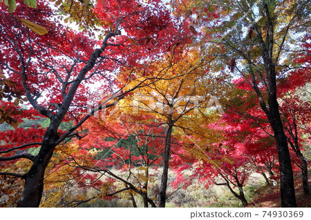 Vividly dyed (Mikawa Takadoya Marsh, Toyota City, Aichi Prefecture) Vividly dyed (Mikawa Takadoya Marsh, Toyota City, Aichi Prefecture) 74930369
