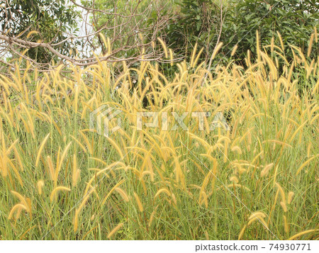 grassland background 74930771
