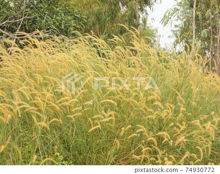 grassland background 74930772