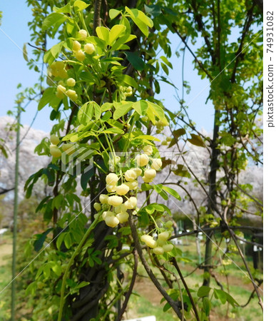 小石川植物園White Bana Akebi 小石川植物園White Bana Akebi 74931082