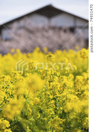 Souri Pond, Ume no Yakata, Rape field, Spring has arrived, Yellow, bright, bright, gorgeous, energetic 2021 Souri Pond, Ume no Yakata, Rape field, Spring has arrived, Yellow, bright, bright, gorgeous, energetic 2021 74931470