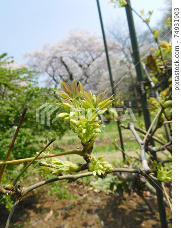 小石川植物園 小石川植物園 74931903
