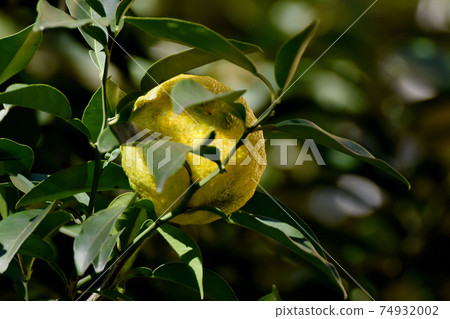 Mature fruit of unreached Yuzu becoming Mitaka Nakahara Mature fruit of unreached Yuzu becoming Mitaka Nakahara 74932002